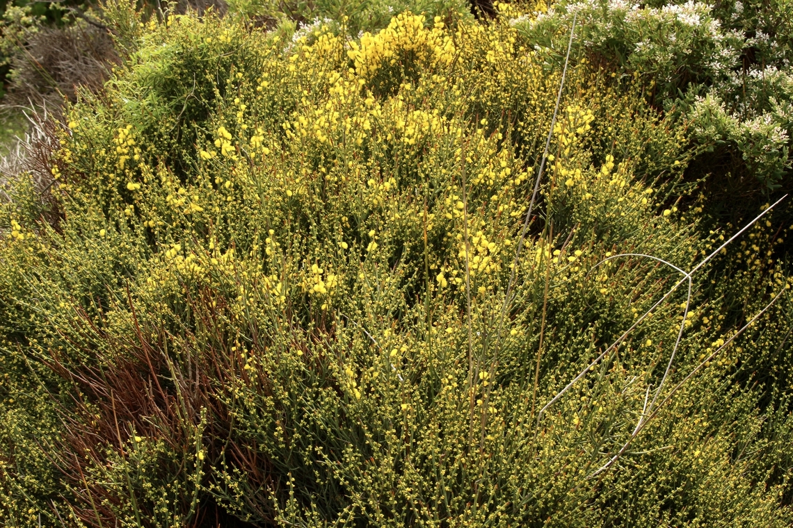 Spiny wattle - Acacia spinescens Not a very tall acacia but very spiny indeed. Acacia spinescens,Eamw flora,Spiny wattle