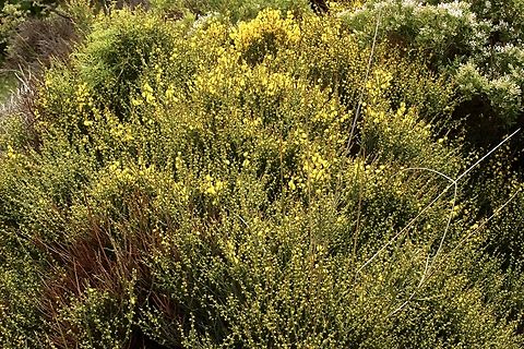 Spiny wattle - Acacia spinescens Not a very tall acacia but very spiny indeed. Acacia spinescens,Eamw flora,Spiny wattle