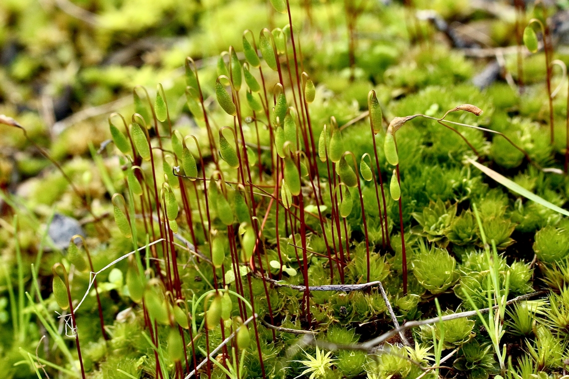 Rosulabryum billardieri  Australia,Eamw flora,Geotagged,Rosulabryum billardieri,Winter