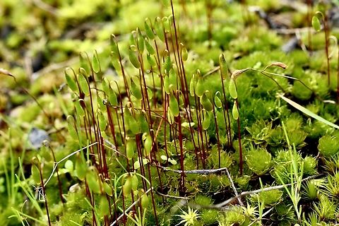 Rosulabryum billardieri  Australia,Eamw flora,Geotagged,Rosulabryum billardieri,Winter