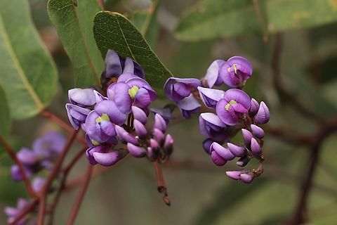 Happy Wanderer - Hardenbergia violacea Australia,Eamw flora,Geotagged,Happy Wanderer,Hardenbergia violacea,Winter