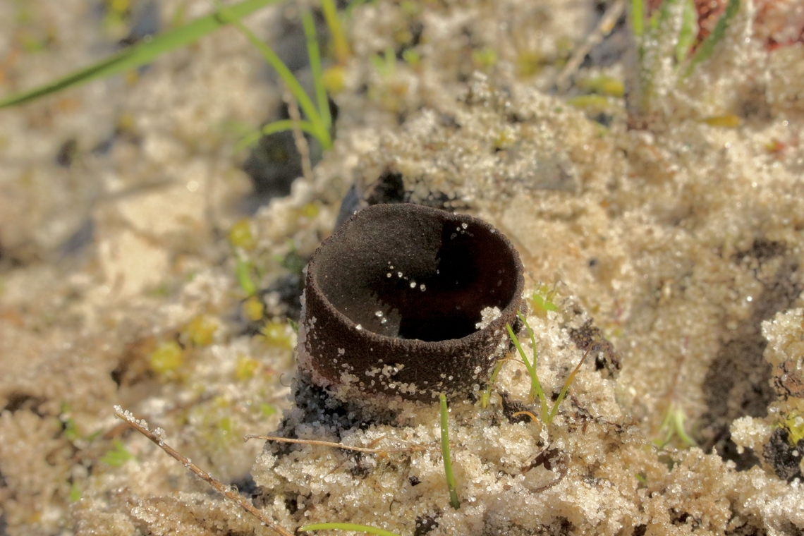 Devil’s urn - Urnula crarerium  Australia,Devil's urn,Eamw fungi,Geotagged,Urnula craterium,Winter