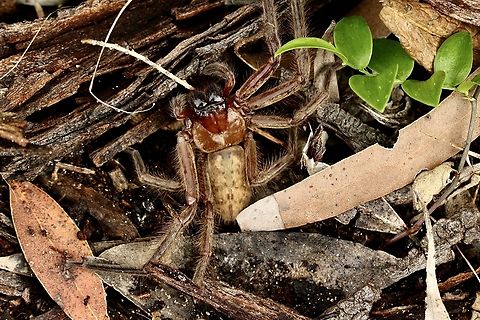 Social Huntsman Spider - Delena cancerides  Australia,Delena cancerides,Eamw spiders,Eamw spiders huntsman,Geotagged,Social Huntsman Spider,Winter