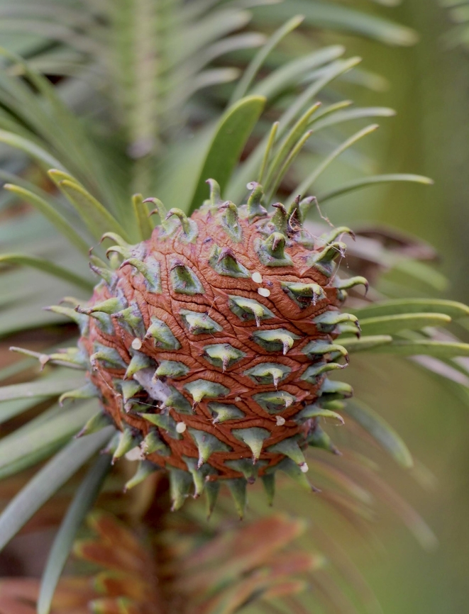 Wollemia - Wollemia nobilis Fruit cone. Australia,Eamw flora,Geotagged,Summer,Wollemia,Wollemia nobilis