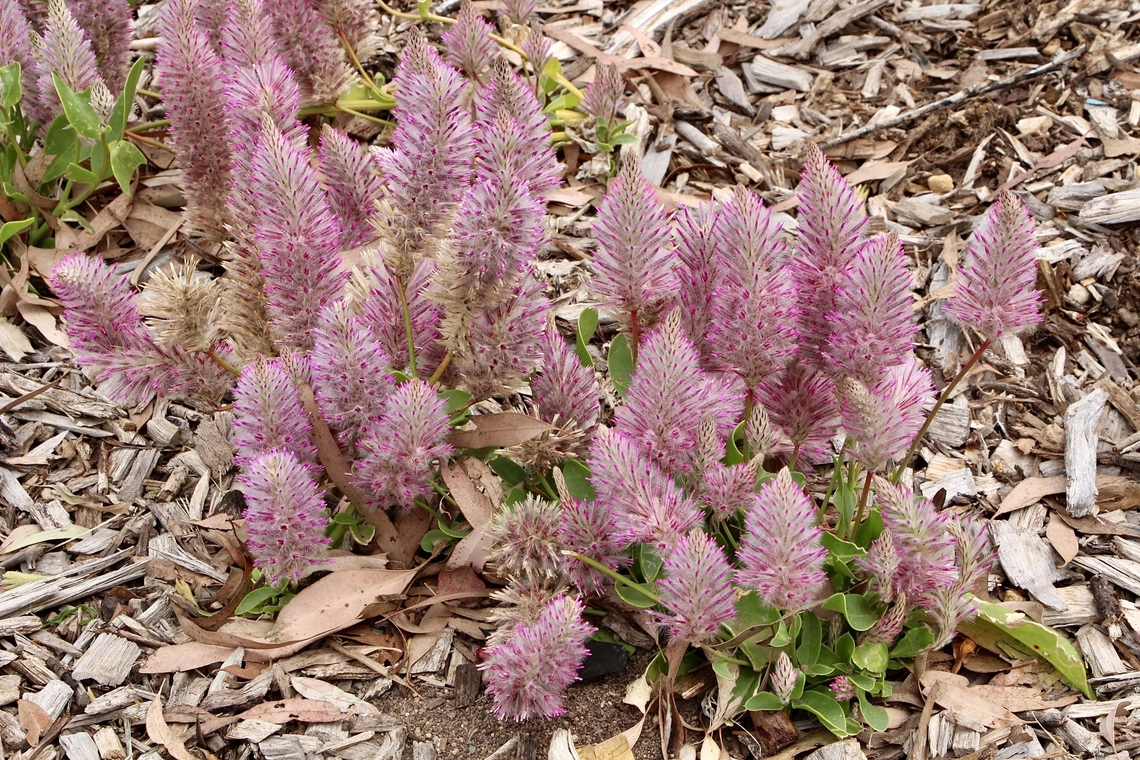 Pink mulla - Ptilotus exaltatus  Australia,Eamw flora,Geotagged,Ptilotus exaltatus,Ptilotus nobilis,Regal foxtail,Summer