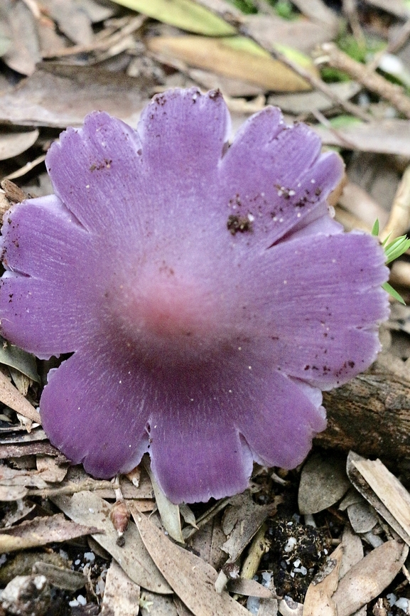 Mauve splitting wax cap - Porpolomopsis lewelliniae  Australia,Geotagged,Porpolomopsis lewelliniae,Winter