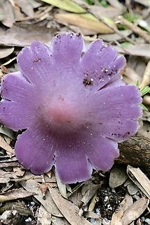 Mauve splitting wax cap - Porpolomopsis lewelliniae  Australia,Geotagged,Porpolomopsis lewelliniae,Winter