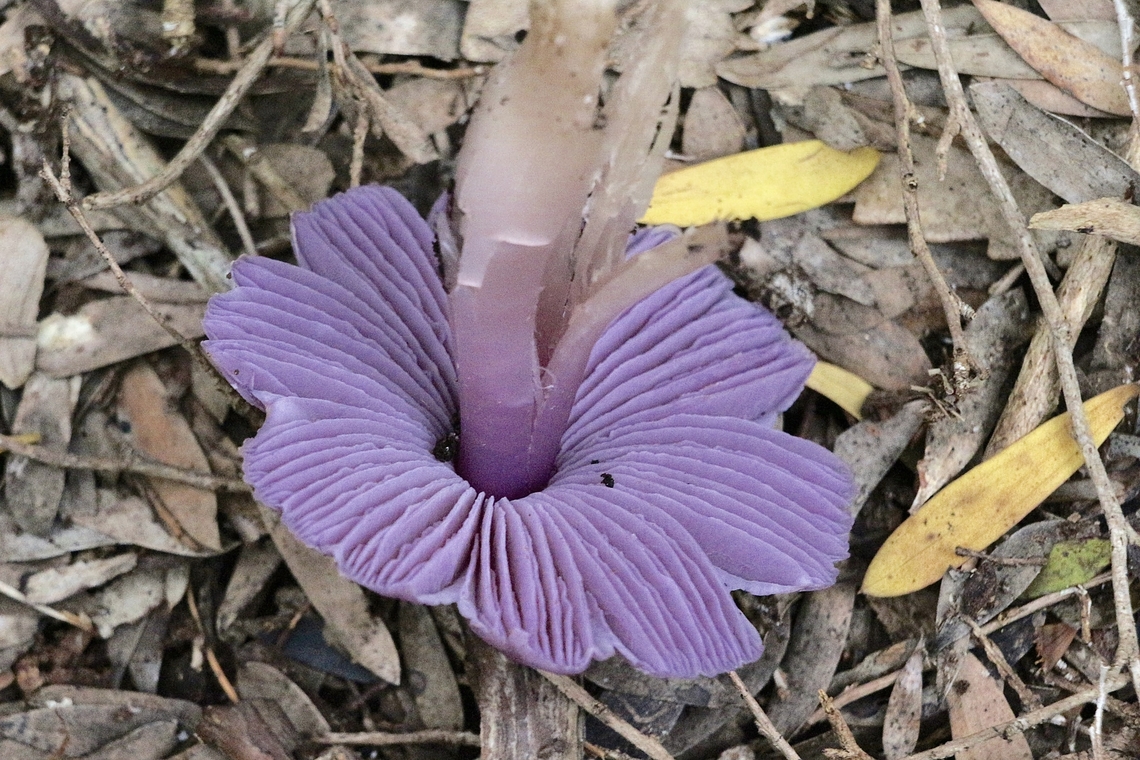 mauve splitting wax-cap, - Porpolomopsis lewelliniae Gill formation Australia,Eamw fungi,Geotagged,Porpolomopsis lewelliniae,Winter