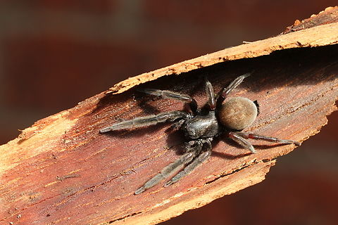 Black house spider - Badumna longinqua Found under bark of a eucalyptus tree  Australia,Badumna insignis,Badumna longinqua,Black house spider,Eamw spiders,Geotagged,Winter