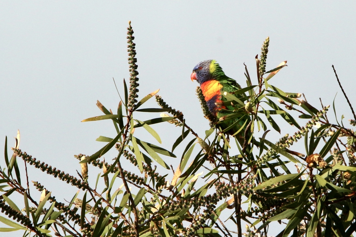 Rainbow lorikeet - Trichoglossus moluccanus Visiting a bottle brush bush to search for nectar in open flowers.  Eamw birds,Rainbow lorikeet,Trichoglossus moluccanus