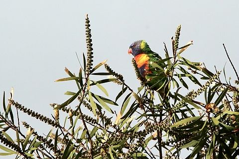 Rainbow lorikeet - Trichoglossus moluccanus Visiting a bottle brush bush to search for nectar in open flowers.  Eamw birds,Rainbow lorikeet,Trichoglossus moluccanus