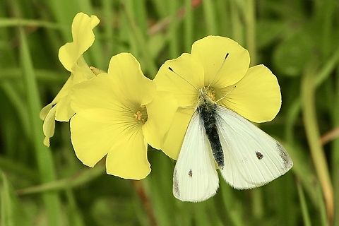 Small White - Pieris rapae Feeding on Oxalis flowers. Australia,Eamw butterflies,Geotagged,Pieris rapae,Small White,Winter