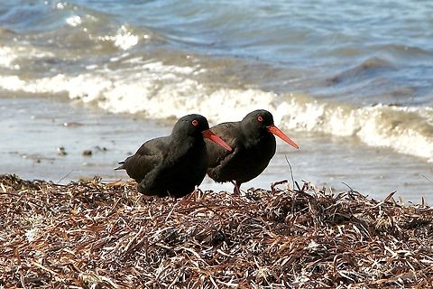 Sooty oystercatcher - Haematopus fuliginosus Australia,Birds Encounter bay,Eamw birds,Geotagged,Haematopus fuliginosus,Sooty oystercatcher,Winter