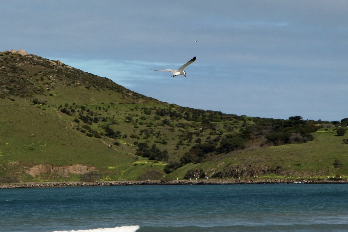 Caspian tern - Hydroprogne caspia Fishing at Encounter bay South Australia  Australia,Caspian tern,Eamw birds,Eamw landscapes,Geotagged,Hydroprogne caspia,Winter
