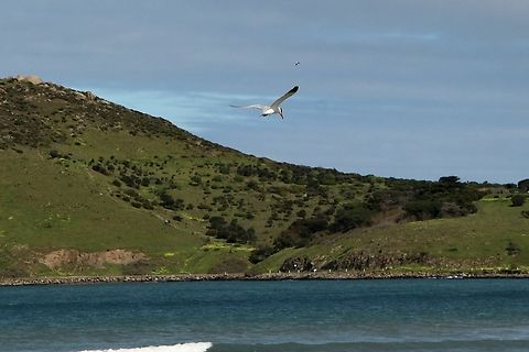 Caspian tern - Hydroprogne caspia Fishing at Encounter bay South Australia  Australia,Caspian tern,Eamw birds,Eamw landscapes,Geotagged,Hydroprogne caspia,Winter