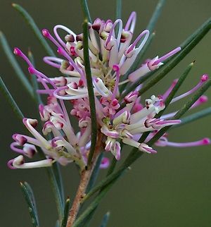 Unidentified species of Hakea.  Australia,Eamw flora,Fall,Geotagged