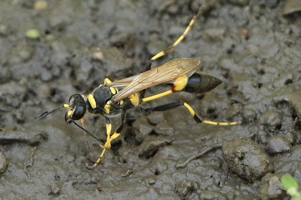 Black Mud-dauber Wasp- Genus Sceliphron Collecting mud in a suburban garden Black and yellow mud dauber,Eamw wasps,Geotagged,Sceliphron caementarium,Summer,United States