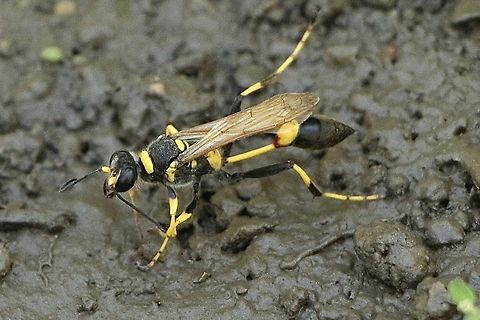 Black Mud-dauber Wasp- Genus Sceliphron Collecting mud in a suburban garden Black and yellow mud dauber,Eamw wasps,Geotagged,Sceliphron caementarium,Summer,United States