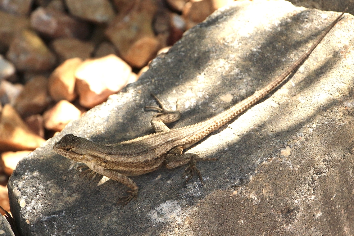 Spiny Lizard , Genus Sceloporus  Eamw reptiles,Geotagged,Summer,United States