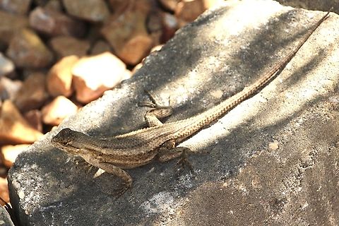 Spiny Lizard , Genus Sceloporus  Eamw reptiles,Geotagged,Summer,United States