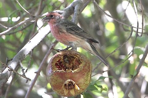 House Finch -Haemorhous mexicanus Feeding on a Pomegranate fruit. Carpodacus mexicanus,Eamw birds,Geotagged,House Finch,Summer,United States