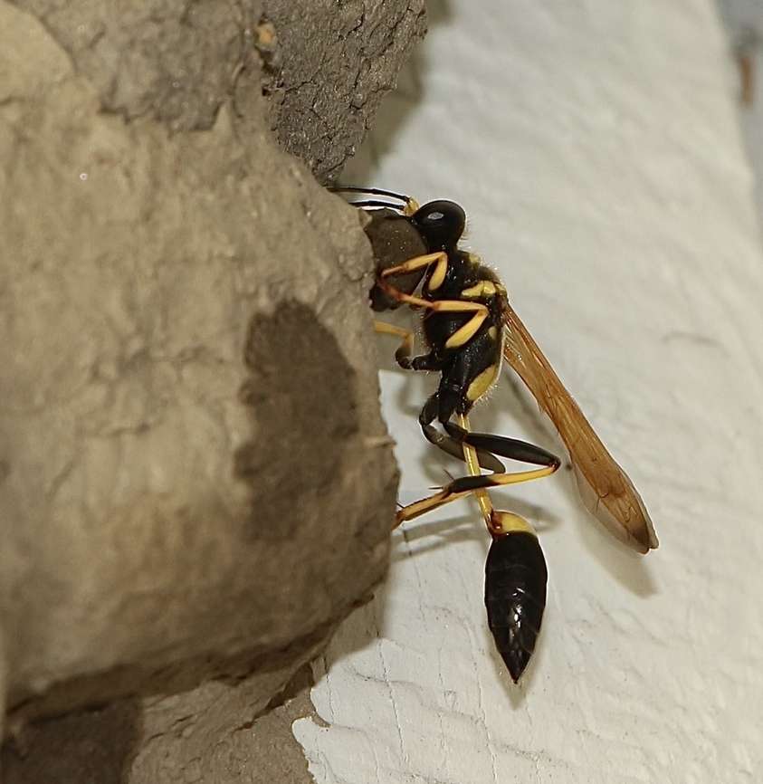 Black and yellow mud dauber - Sceliphron caementarium Adding a ball of mud to its mud structure  Black and yellow mud dauber,Eamw wasps,Geotagged,Sceliphron caementarium,Summer,United States