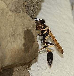 Black and yellow mud dauber - Sceliphron caementarium Adding a ball of mud to its mud structure  Black and yellow mud dauber,Eamw wasps,Geotagged,Sceliphron caementarium,Summer,United States