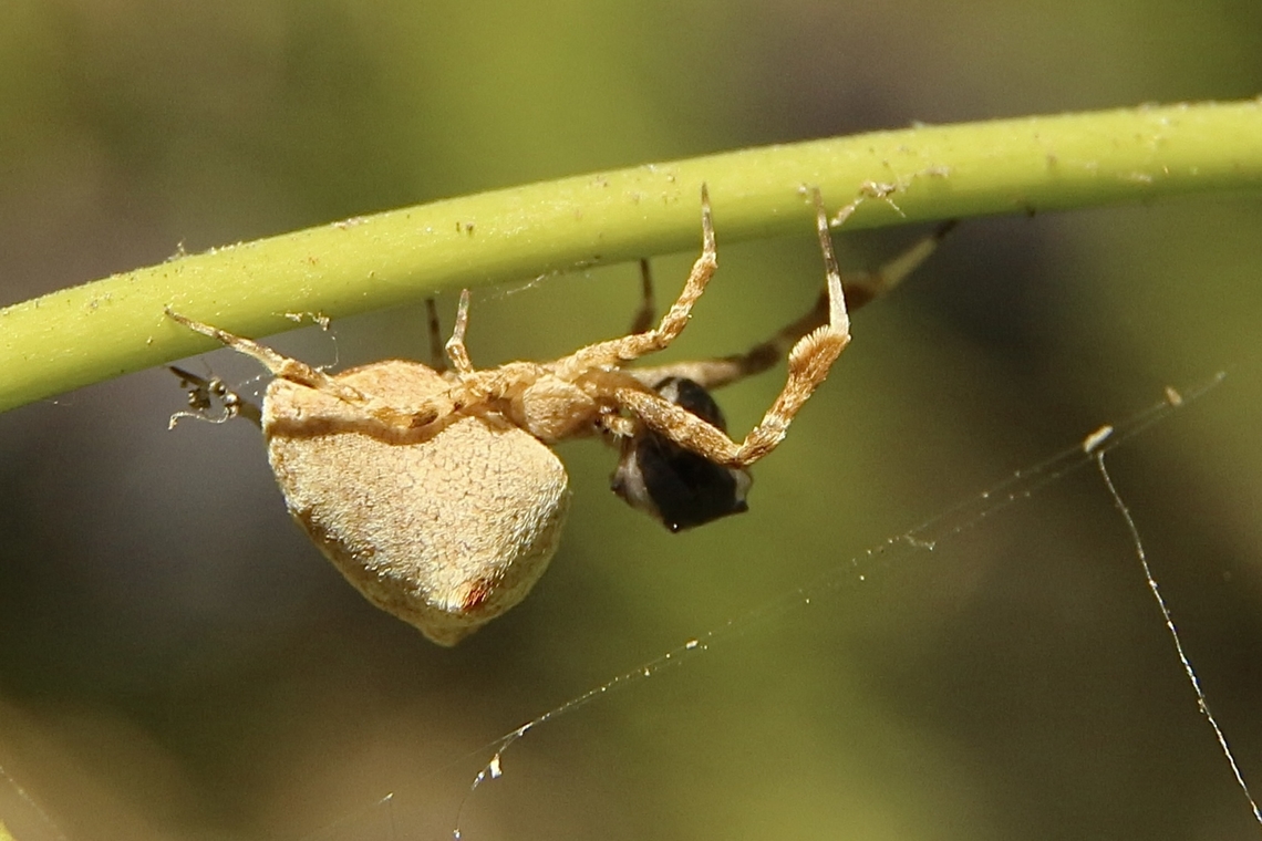 Uloborus diversus With prey. Eamw spiders,Eamw spiders Orbweavers,Geotagged,Summer,Uloborus diversus,United States