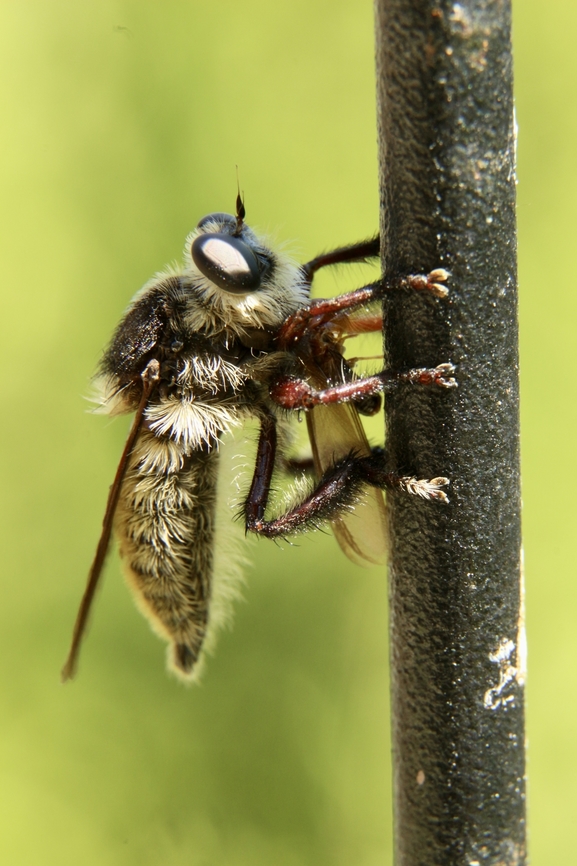 Mallophora fautrix A species of robber fly. With prey. Eamw robberflies,Geotagged,Mallophora fautrix,Summer,United States