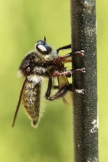 Mallophora fautrix A species of robber fly. With prey. Eamw robberflies,Geotagged,Mallophora fautrix,Summer,United States