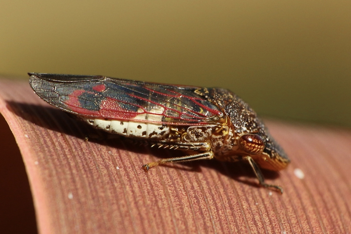 Glassy-winged sharpshooters- Homalodisca vitripennis,  Eamw leafhoppers,Geotagged,Glassy-winged sharpshooter,Homalodisca vitripennis,Summer,United States