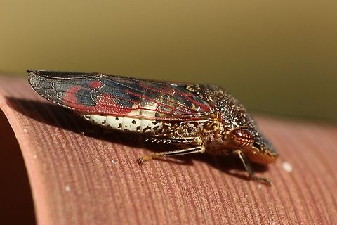 Glassy-winged sharpshooters- Homalodisca vitripennis,  Eamw leafhoppers,Geotagged,Glassy-winged sharpshooter,Homalodisca vitripennis,Summer,United States