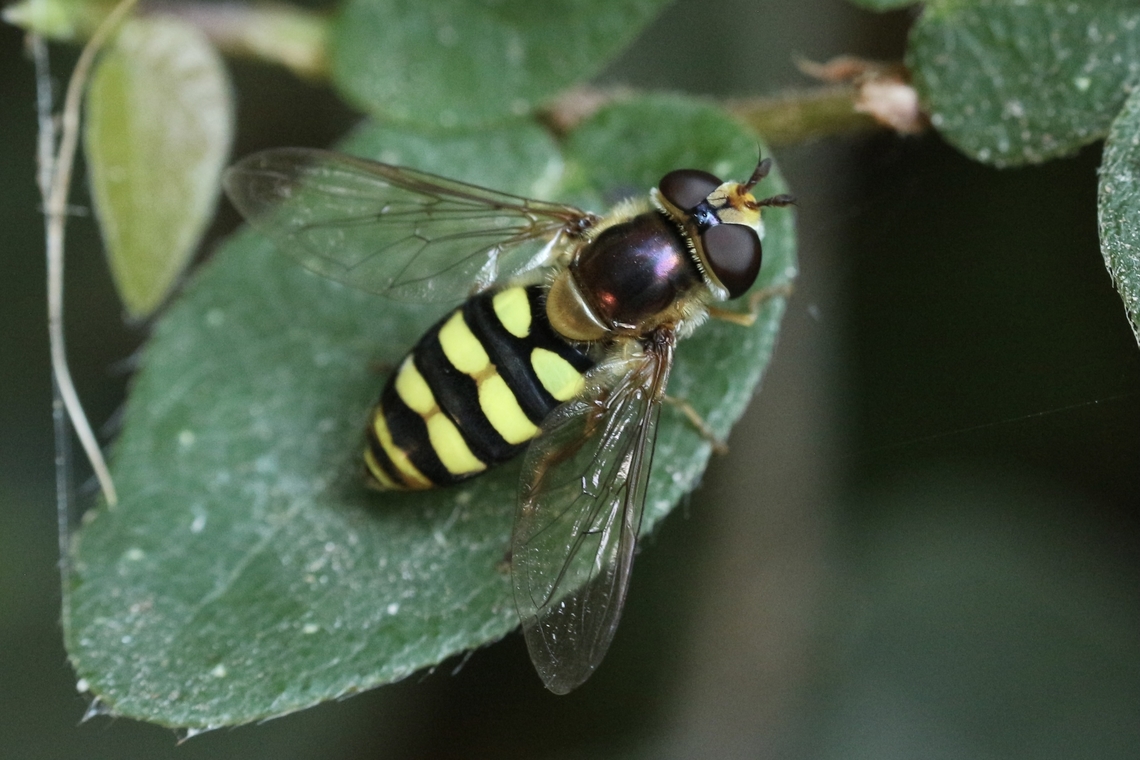 Eupeodes fumipennis  Eamw Hoover flies,Eupeodes fumipennis,Geotagged,Summer,United States