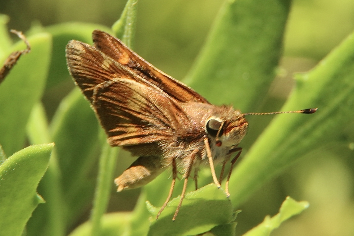 Umber skipper - Lon melane  Eamw butterflies,Geotagged,Lon melane,Summer,United States,eamw skippers