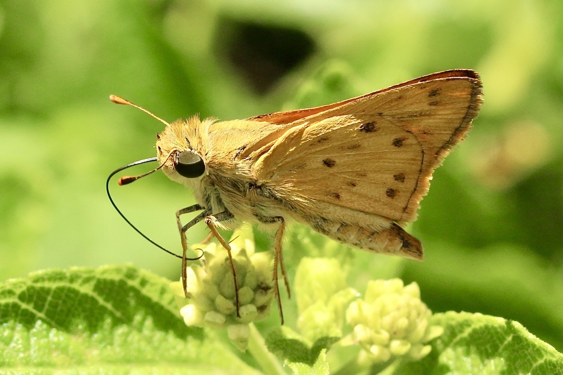 Fiery Skipper - Hylephila phyleus  Eamw butterflies,Fiery Skipper,Geotagged,Hylephila phyleus,Summer,United States,eamw skippers