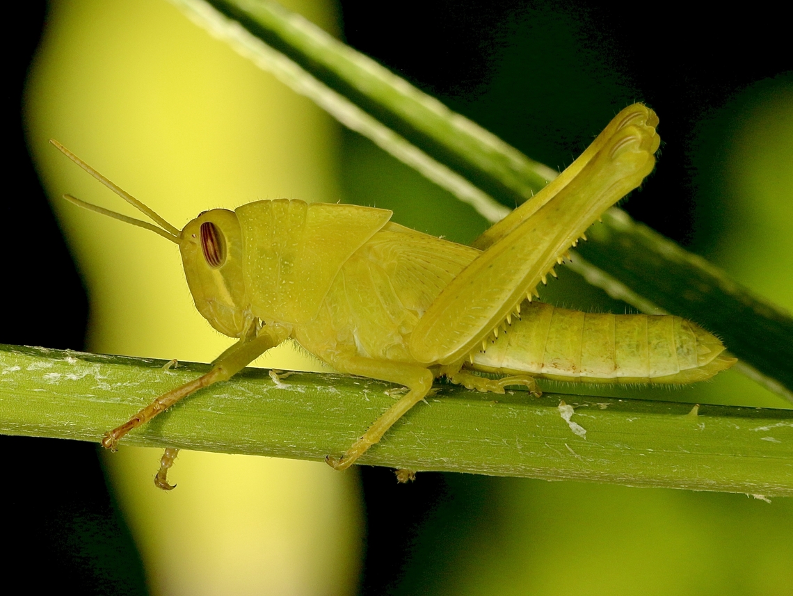 Gray Bird Grasshopper - Schistocerca nitens Possibly last instar. Eamw grasshoppers,Geotagged,Gray Bird Grasshopper,Schistocerca nitens,Summer,United States