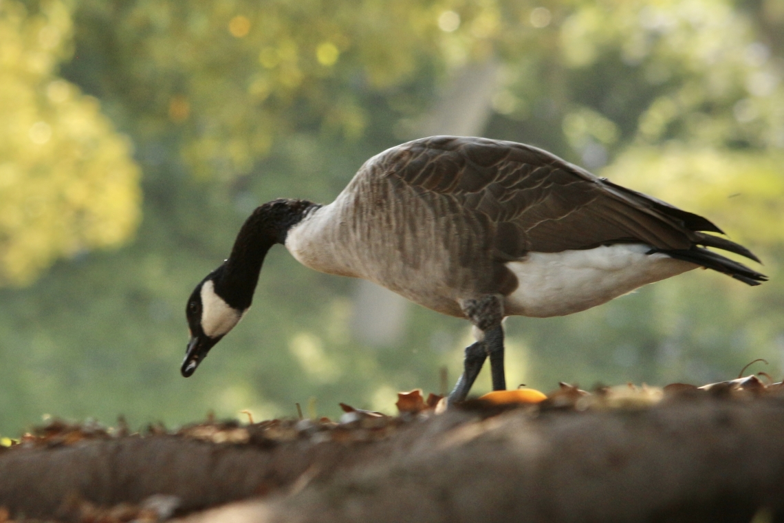 Canada Goose - Branta canadensis  Branta canadensis,Canada goose,Eamw birds,Geotagged,Summer,United States