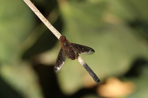 Sinuous Bee Fly - Hemipenthes sinuosa  Eamw bee flies,Geotagged,Hemipenthes sinuosa,Sinuous Bee Fly,Summer,United States