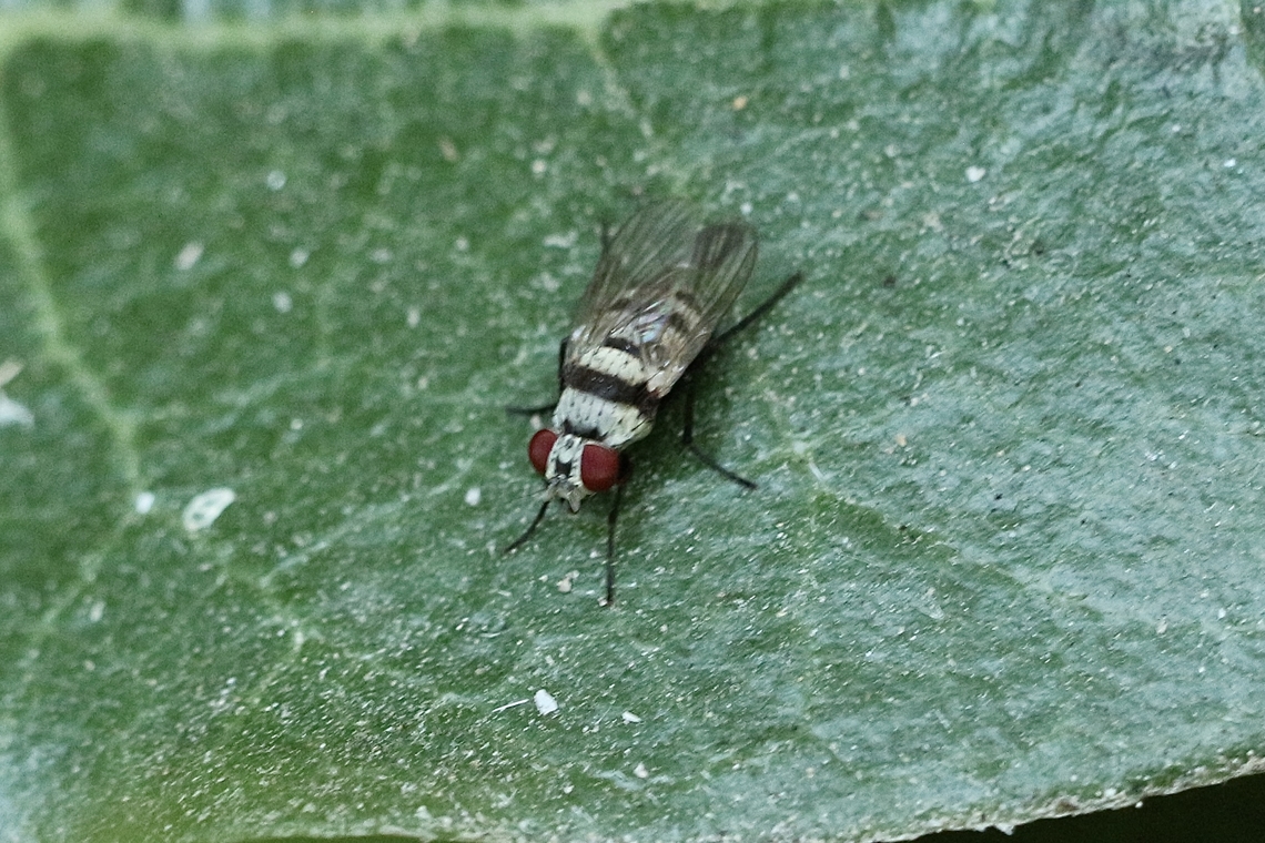 Anthomyia illocata  Anthomyia illocata,Eamw flies,Geotagged,Summer,United States