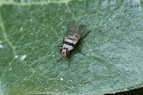 Anthomyia illocata Anthomyia illocata,Eamw flies,Geotagged,Summer,United States