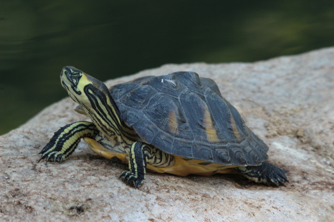 Yellow-bellied Slider Trachemys scripta ssp. scripta Possibly not native to California. Eamw turtles,Geotagged,Summer,Trachemys scripta,United States,Yellow-bellied Slider turtle