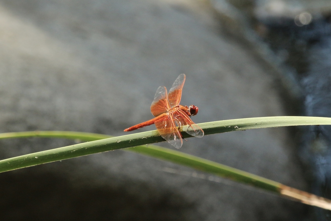 Flame skimmer - Libellula saturata  Eamw dragonflies,Flame skimmer,Geotagged,Libellula saturata,Summer,United States