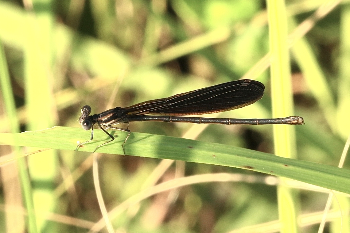 Variable dancer - Argia fumipennis  Argia fumipennis,Eamw dragonflies,Geotagged,Summer,United States,Variable dancer