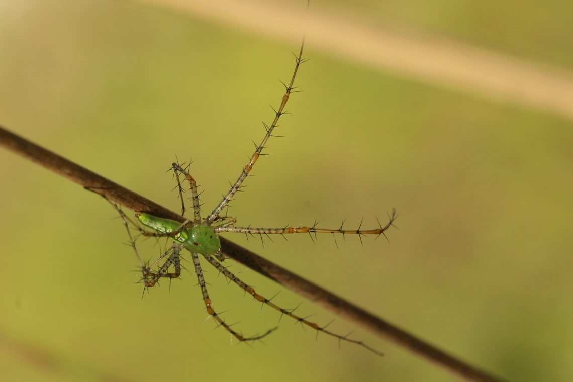 Green lynx spider - Peucetia viridans  Eamw spiders,Geotagged,Green lynx spider,Peucetia viridans,Summer,United States