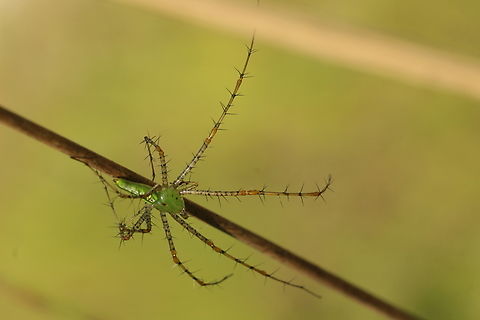 Green lynx spider - Peucetia viridans  Eamw spiders,Geotagged,Green lynx spider,Peucetia viridans,Summer,United States
