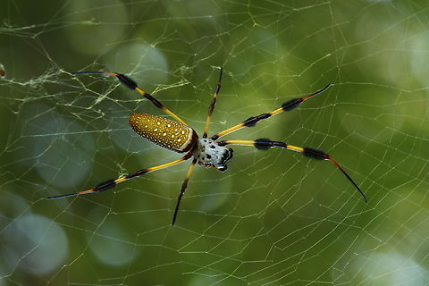 Trichonephila clavipes Poor spider lost two legs. Eamw spiders,Eamw spiders Orbweavers,Geotagged,Summer,Trichonephila clavipes,United States