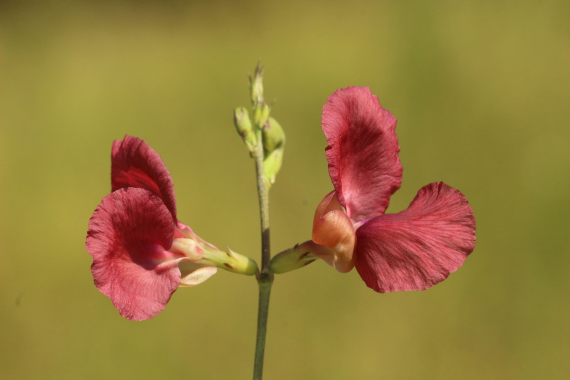 Macroptilium lathyroides  Eamw flora,Geotagged,Macroptilium lathyroides,Summer,United States