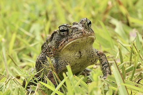 Southern toad - Anaxyrus terrestris  Anaxyrus terrestris,Eamw frogs,Geotagged,Southern toad,Summer,United States