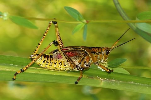 Eastern lubber grasshopper-Romalea microptera  Eamw grasshoppers,Eastern lubber grasshopper,Geotagged,Romalea guttata,Summer,United States