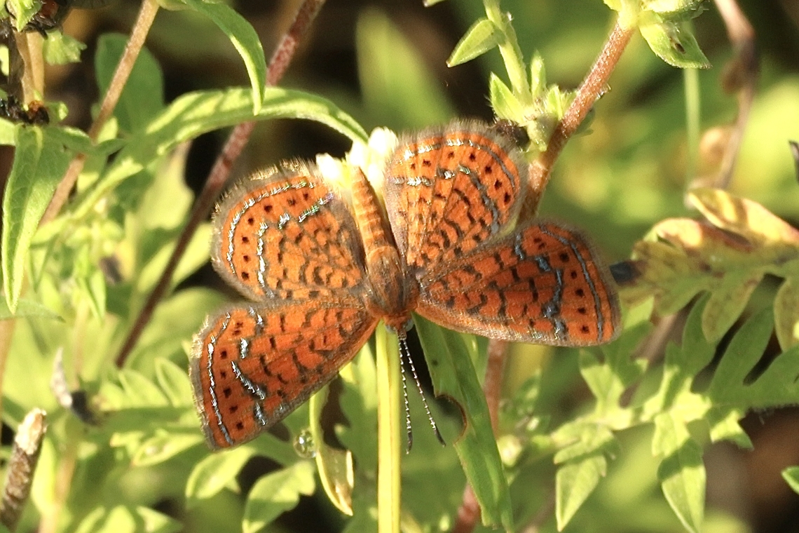 Little metalmark - Calephelis virginiensis  Calephelis virginiensis,Eamw butterflies,Geotagged,Summer,United States